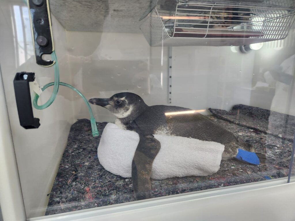 Foto mostra um pinguim sendo atendida dentro de uma incubadora no Centro de Reabilitação e Despetrolização