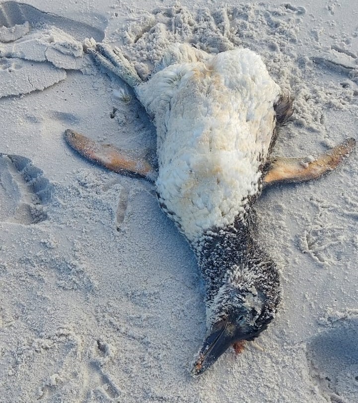 Pinguim morto na areia da Praia Grande, em Arraial do Cabo